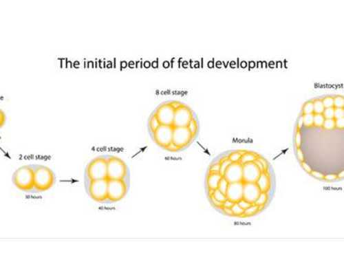 试管生男孩,第三代试管婴儿建议准备多少钱?不同地区费用差异大
